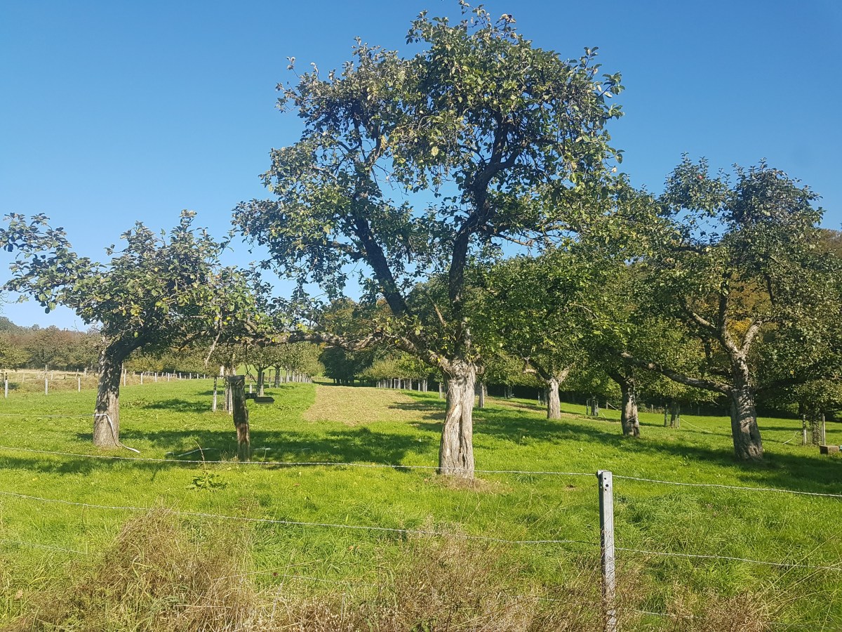 Solidarische Landwirtschaft – Chance und&nbsp;Herausforderung