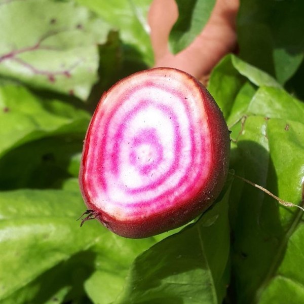 Ringelbete-Carpaccio