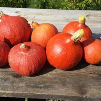 Kartoffel-Kürbis-Curry