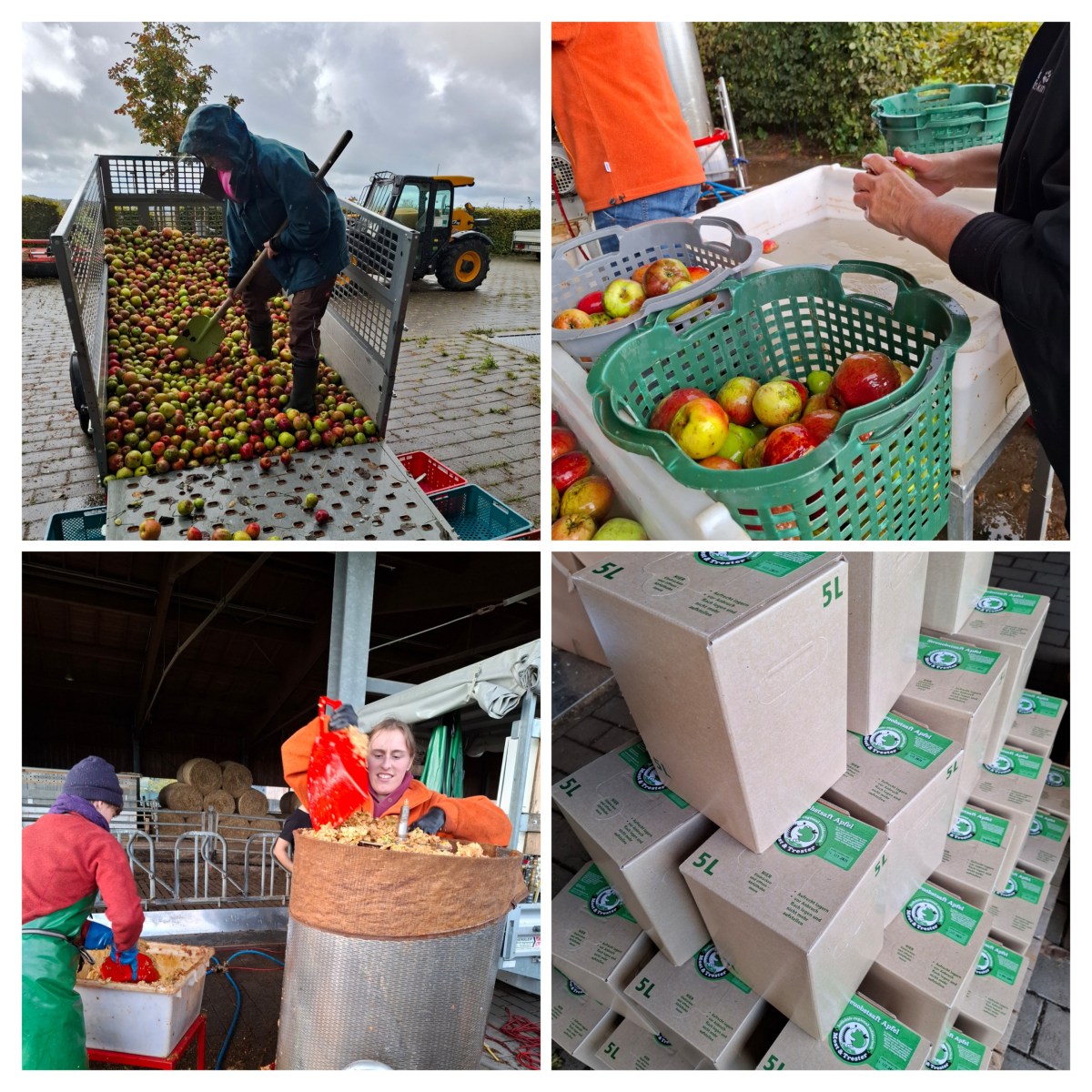 Aus Solawi-Äpfeln wurde Solawi-Apfelsaft