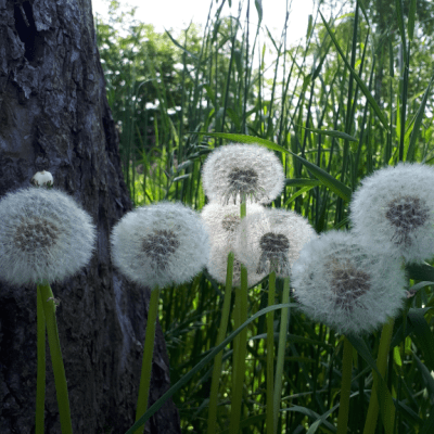 Fleißige Helfer*innen auf der&nbsp;Solawi