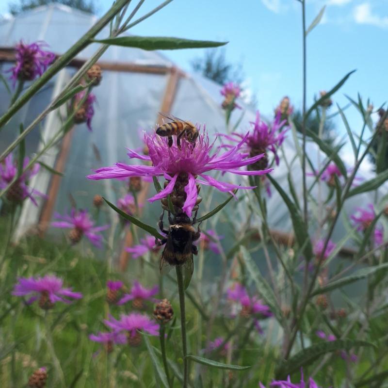 August – Sonne, Gemüse, nette&nbsp;Menschen